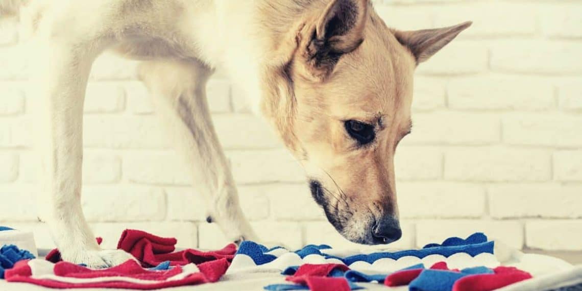 Top 5 Snuffle Mats for Dogs in 2022 – Which One Is Right for Your Furry Friend?